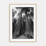 Redwood National Park Photo B&W Poster
