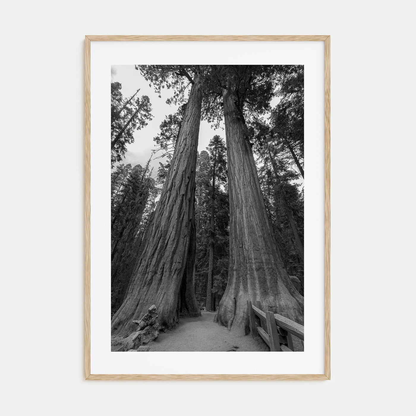 Redwood National Park Photo B&W Poster
