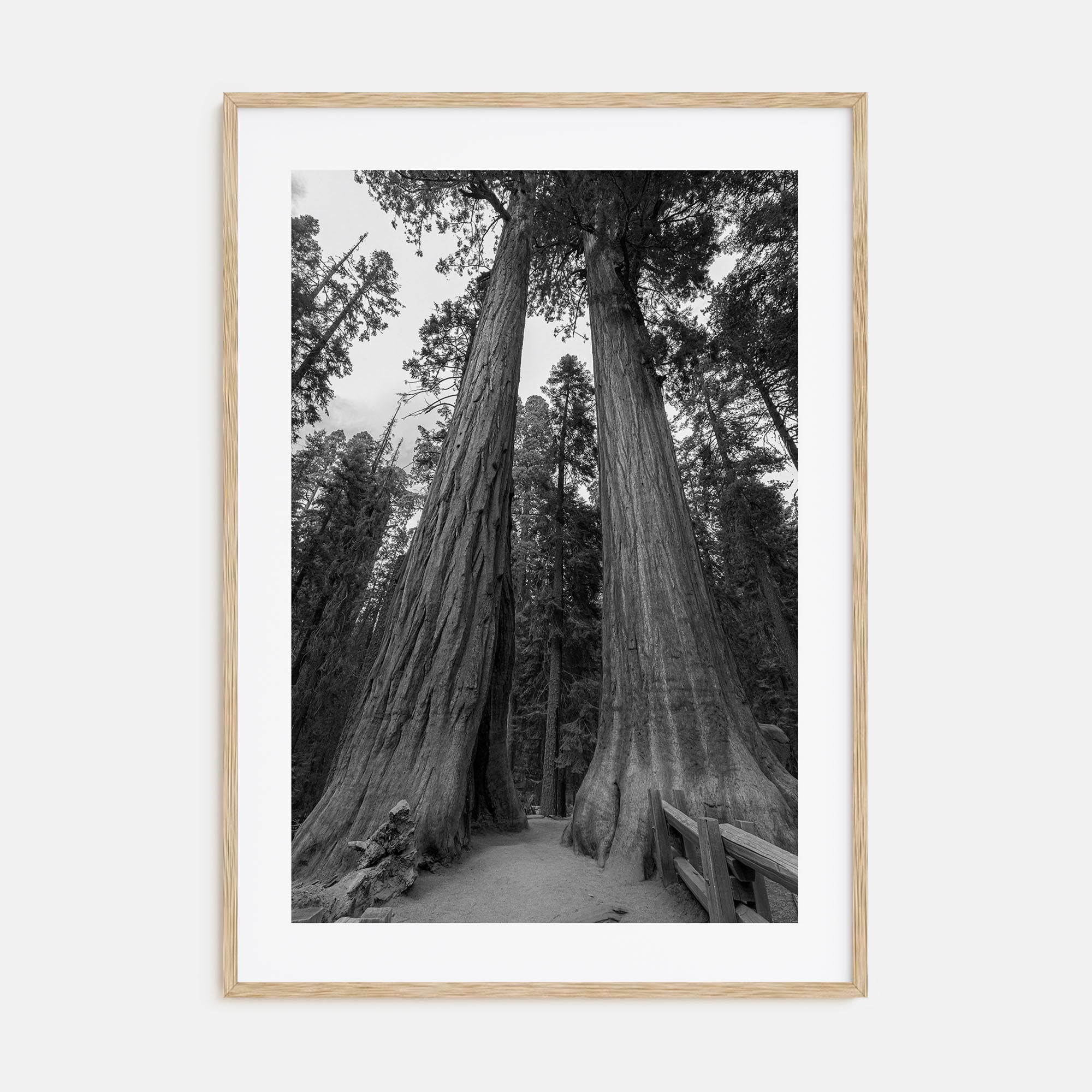 Redwood National Park Photo B&W Poster