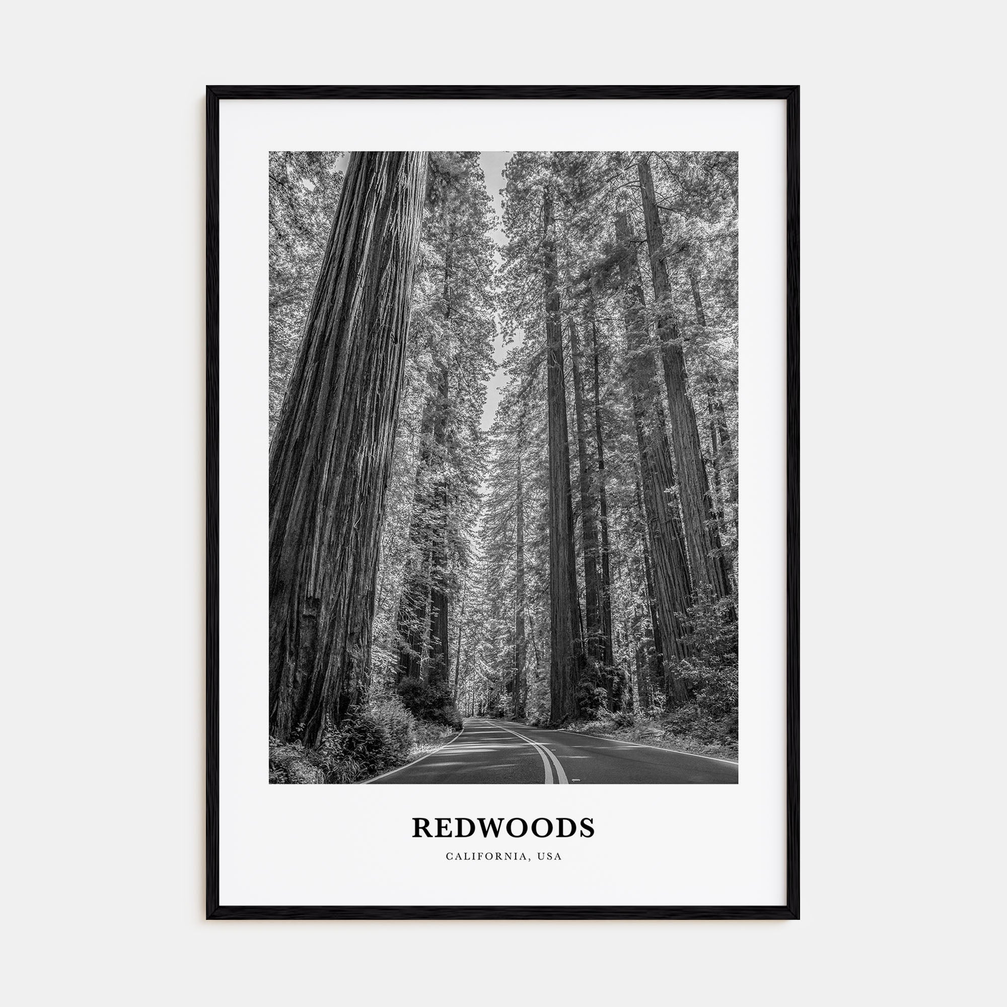 Redwoods Portrait B&W Poster