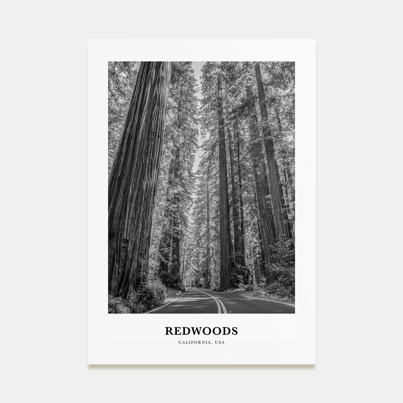 Redwoods Portrait B&W Poster