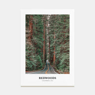 Redwoods Portrait Color Poster