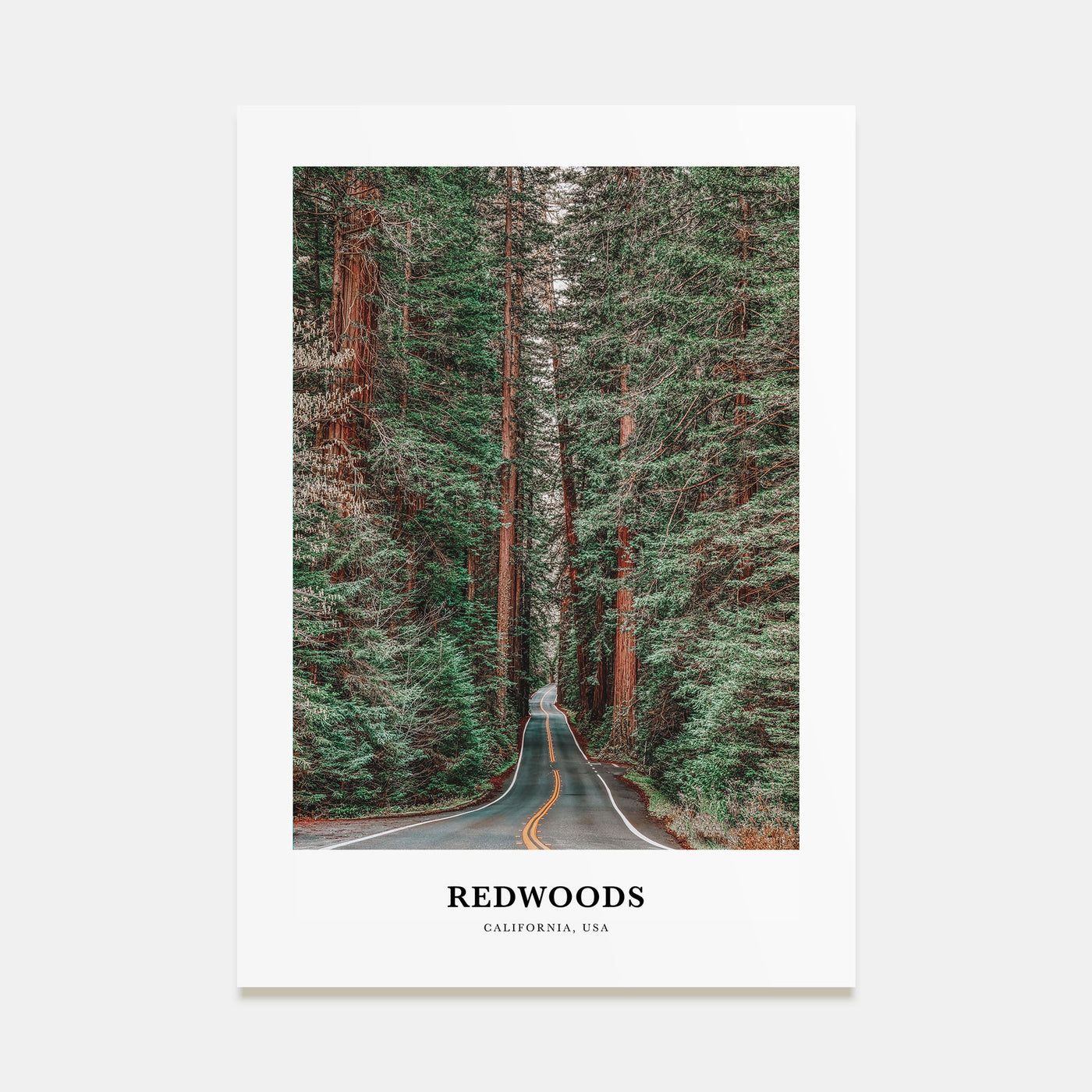 Redwoods Portrait Color Poster