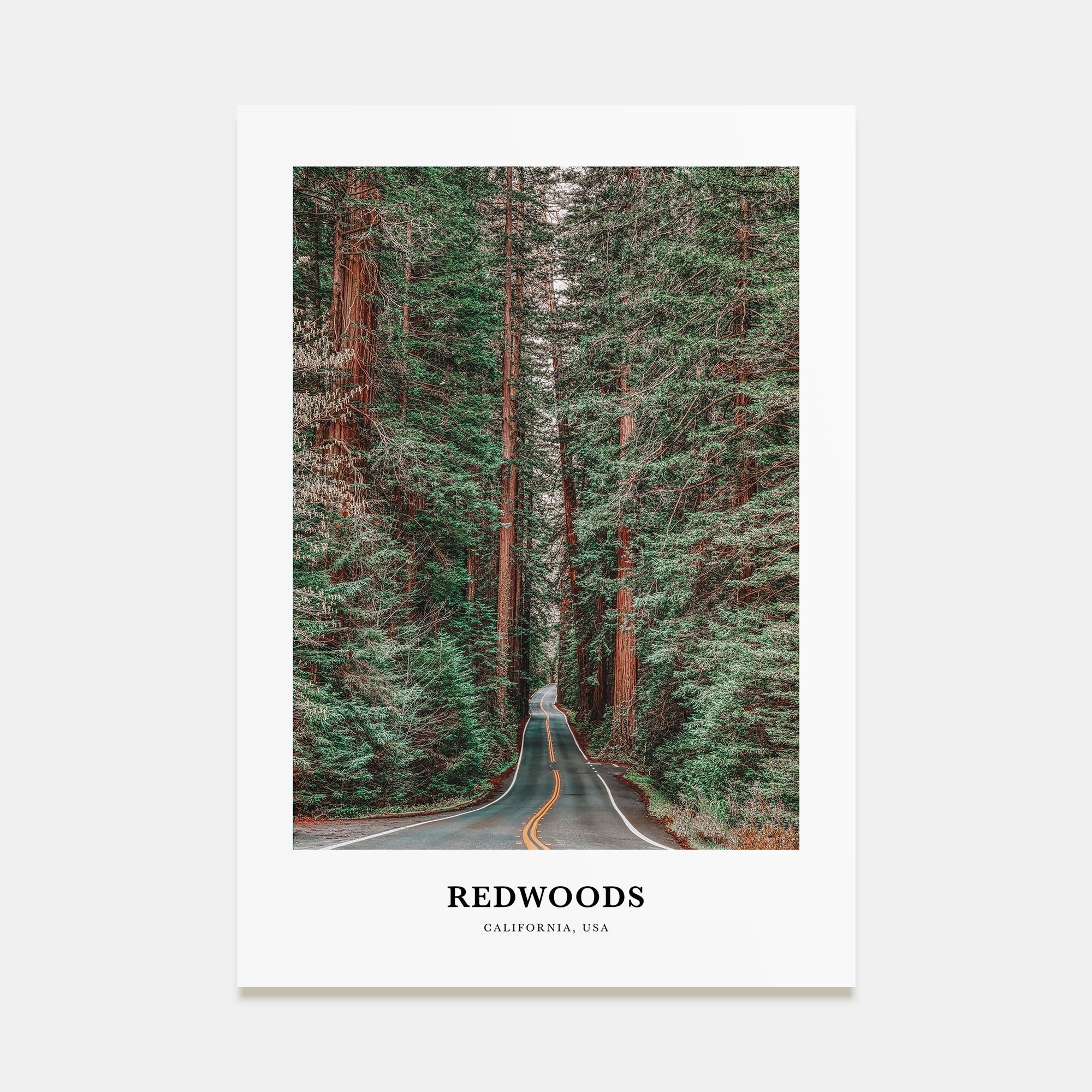 Redwoods Portrait Color Poster