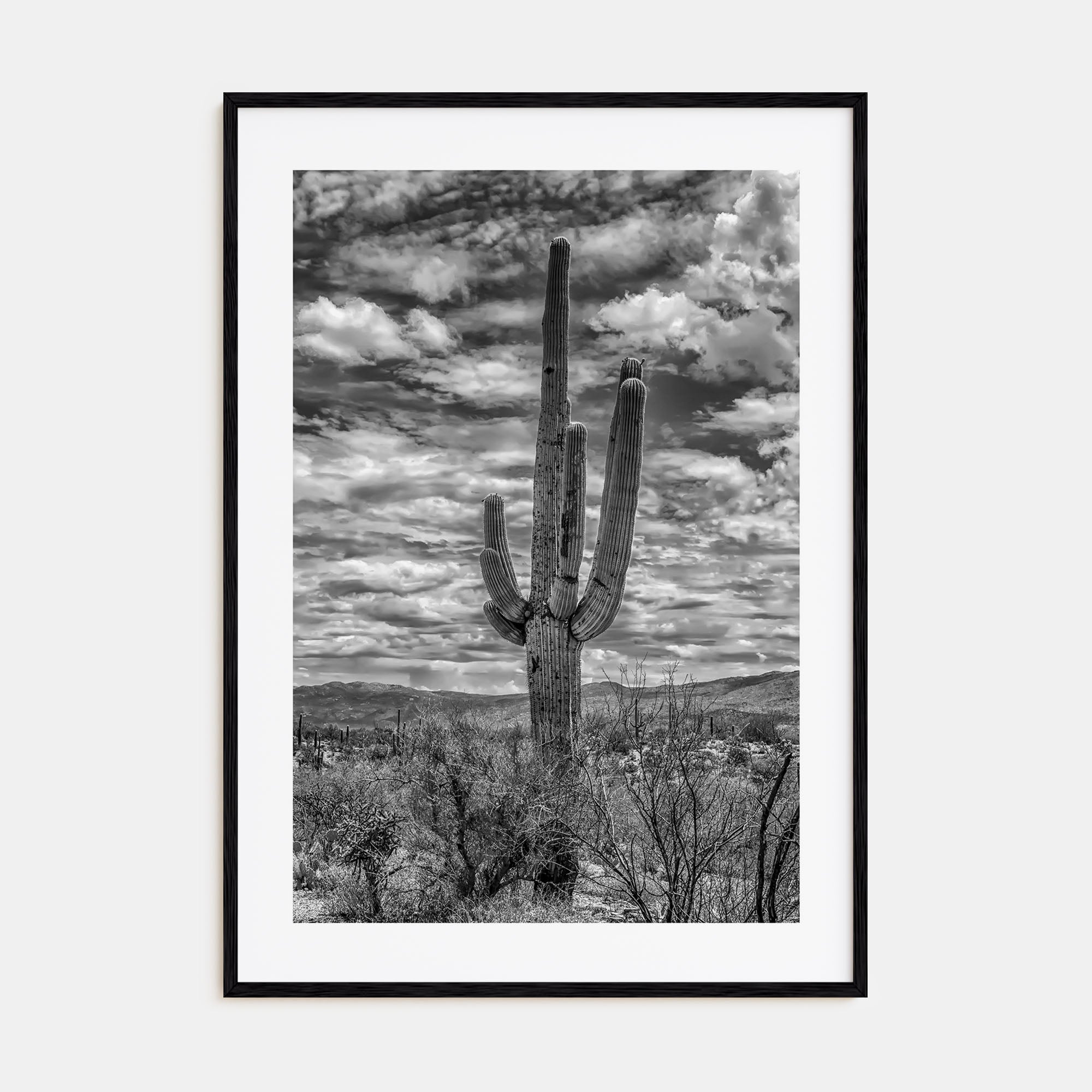 Saguaro National Park Photo B&W No 2 Poster