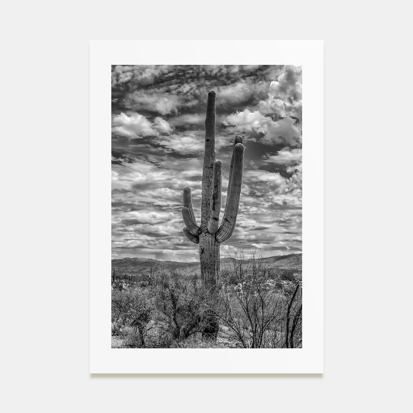 Saguaro National Park Photo B&W No 2 Poster