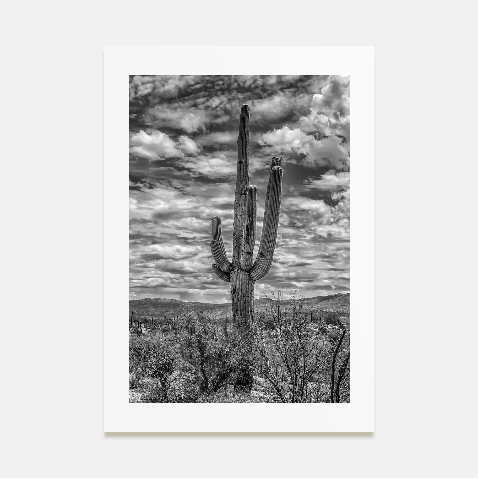Saguaro National Park Photo B&W No 2 Poster