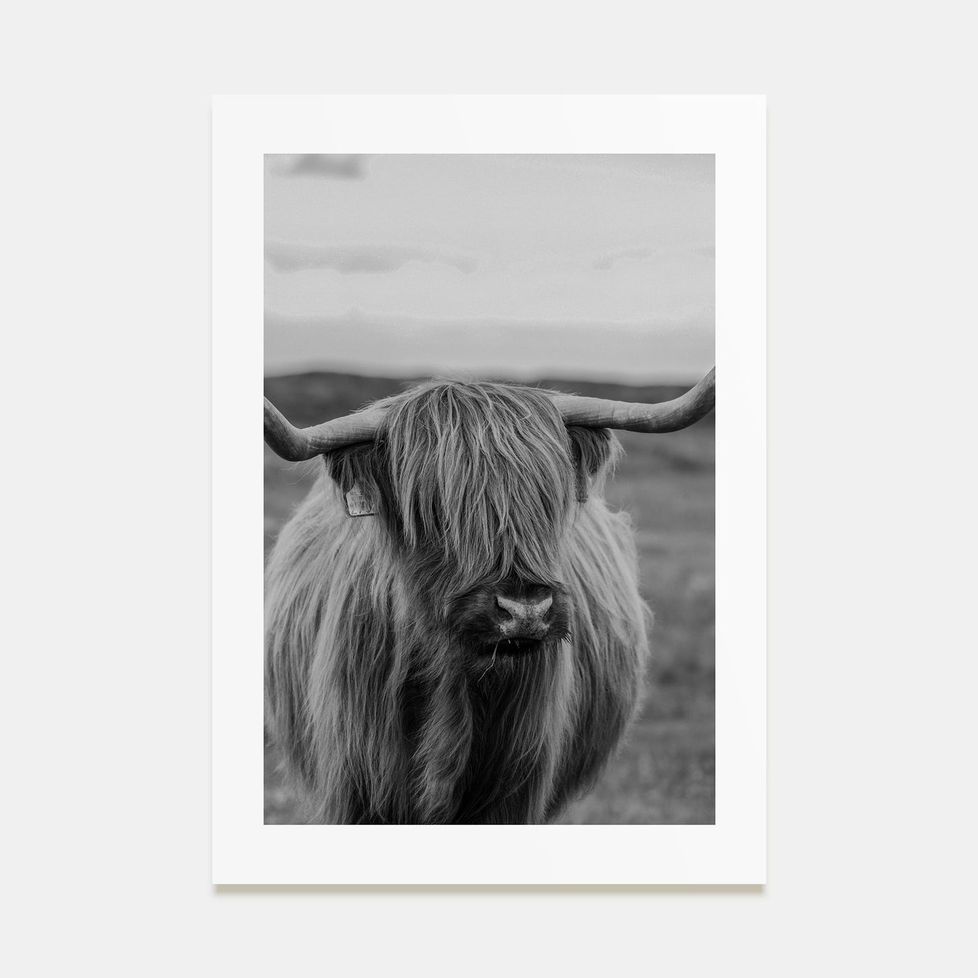 Scottish Highlander Photo B&W No 2 Poster