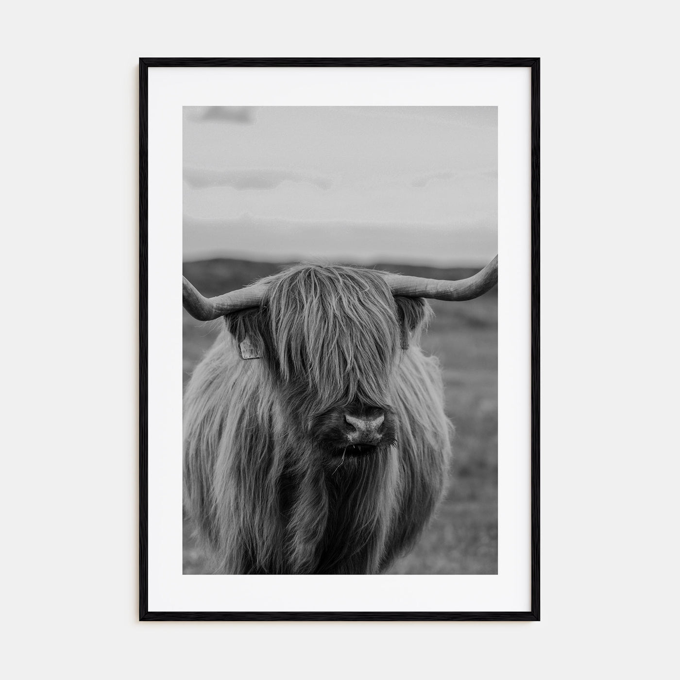 Scottish Highlander Photo B&W No 2 Poster