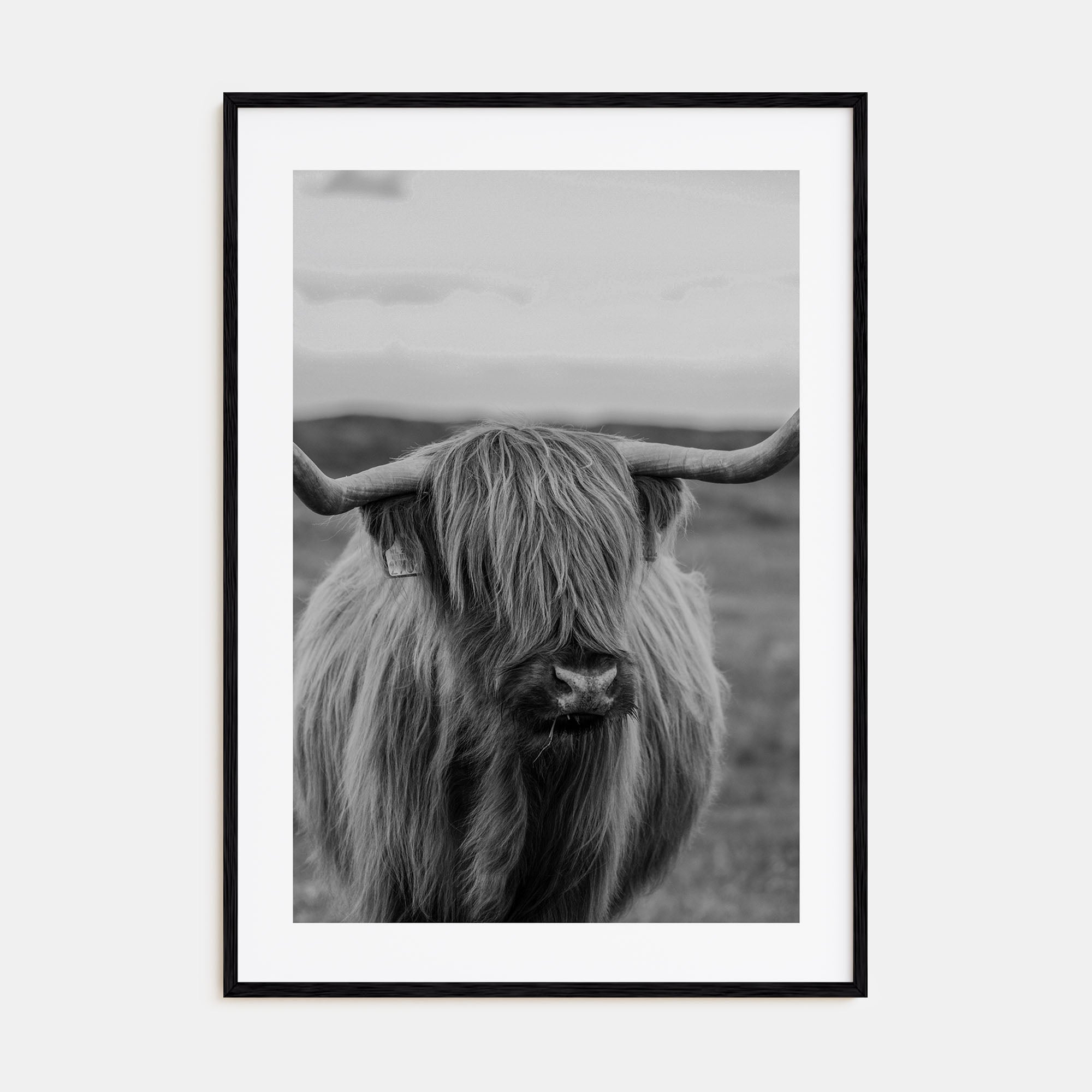 Scottish Highlander Photo B&W No 2 Poster