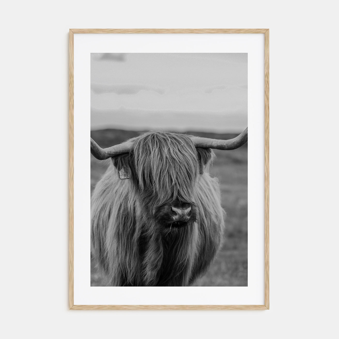 Scottish Highlander Photo B&W No 2 Poster