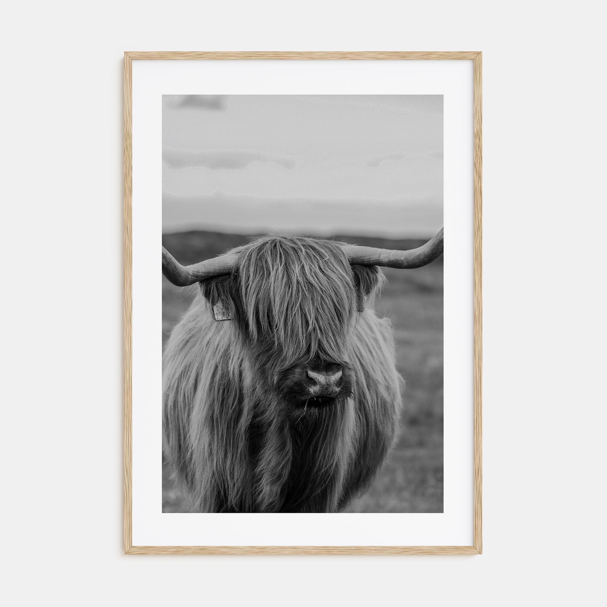 Scottish Highlander Photo B&W No 2 Poster