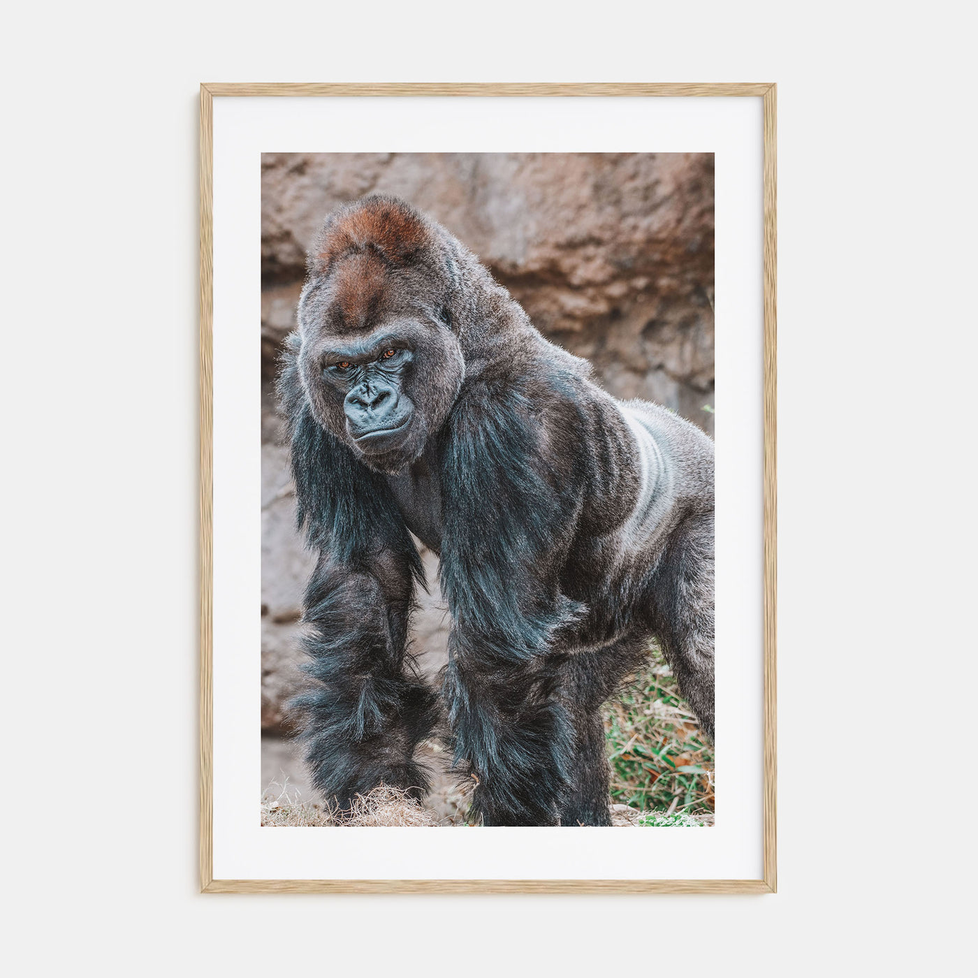 Silverback Gorilla Photo Color Poster