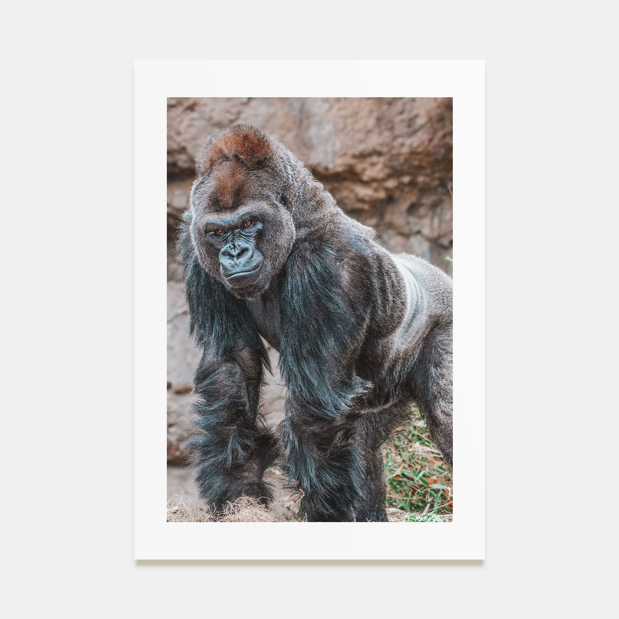 Silverback Gorilla Photo Color Poster