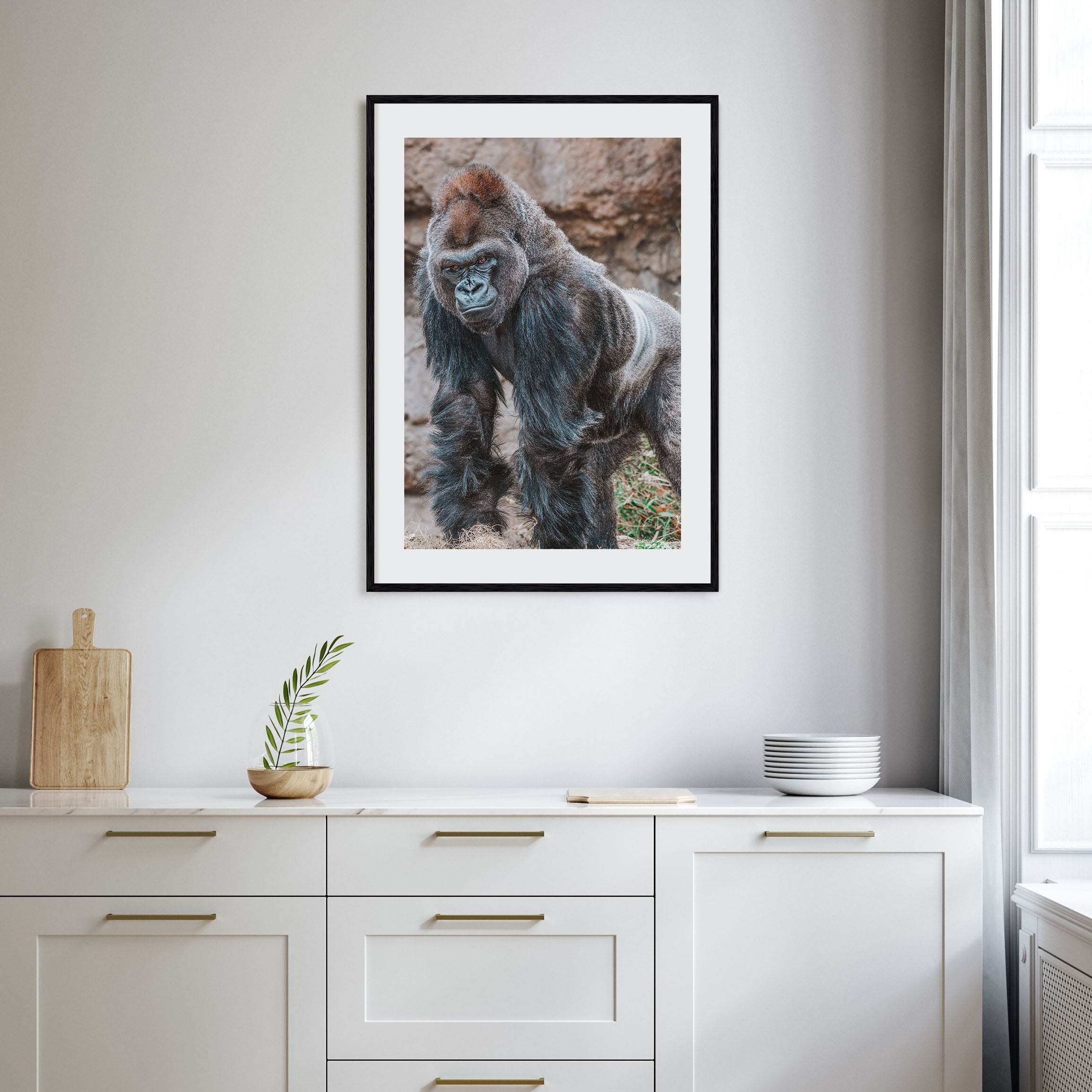 Silverback Gorilla Photo Color Poster