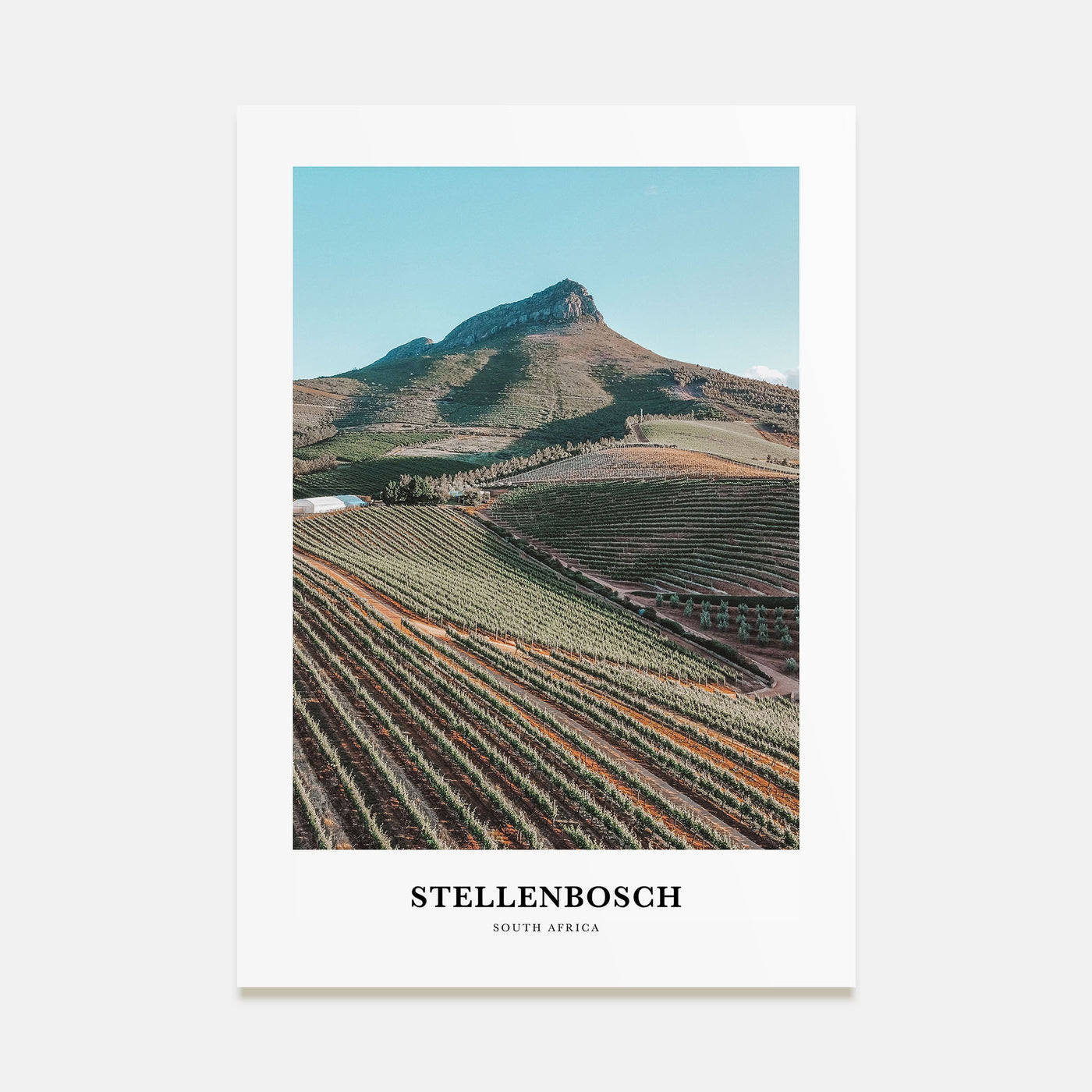 Stellenbosch Portrait Color Poster