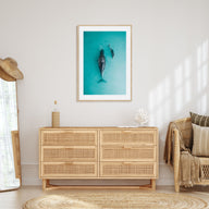 Whale Photo Color No 3 Poster