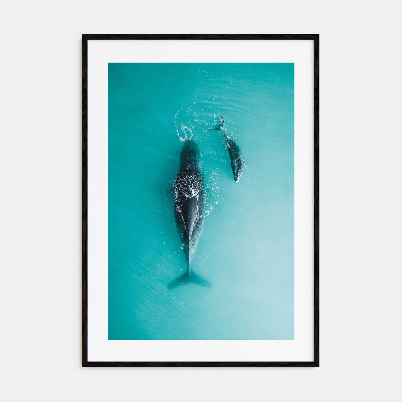 Whale Photo Color No 3 Poster