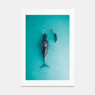 Whale Photo Color No 3 Poster