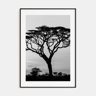 Acacia Tree Photo B&W Poster