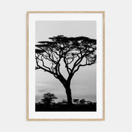 Acacia Tree Photo B&W Poster