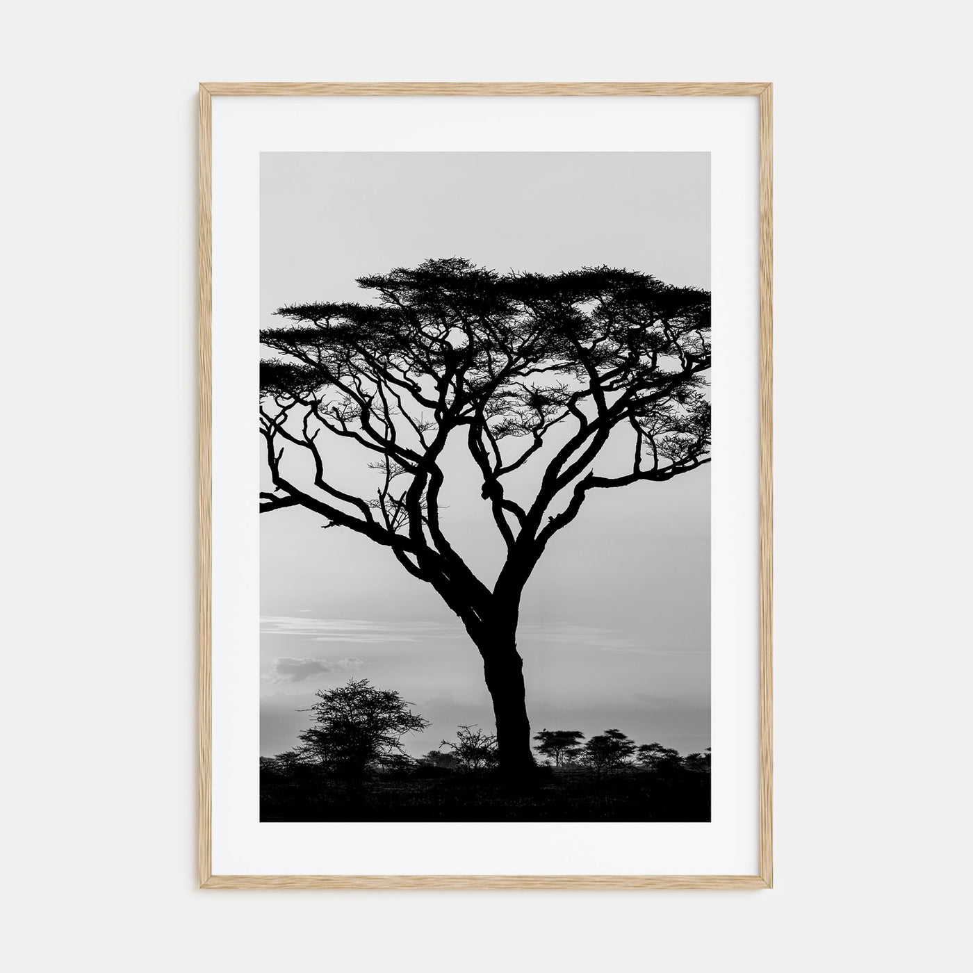 Acacia Tree Photo B&W Poster