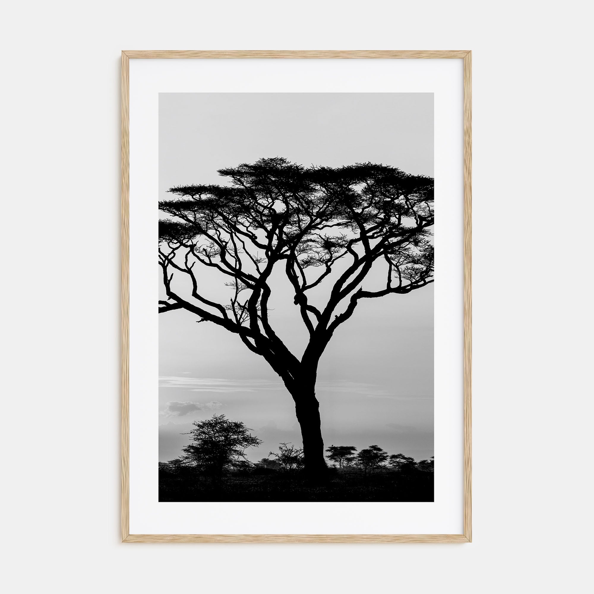 Acacia Tree Photo B&W Poster