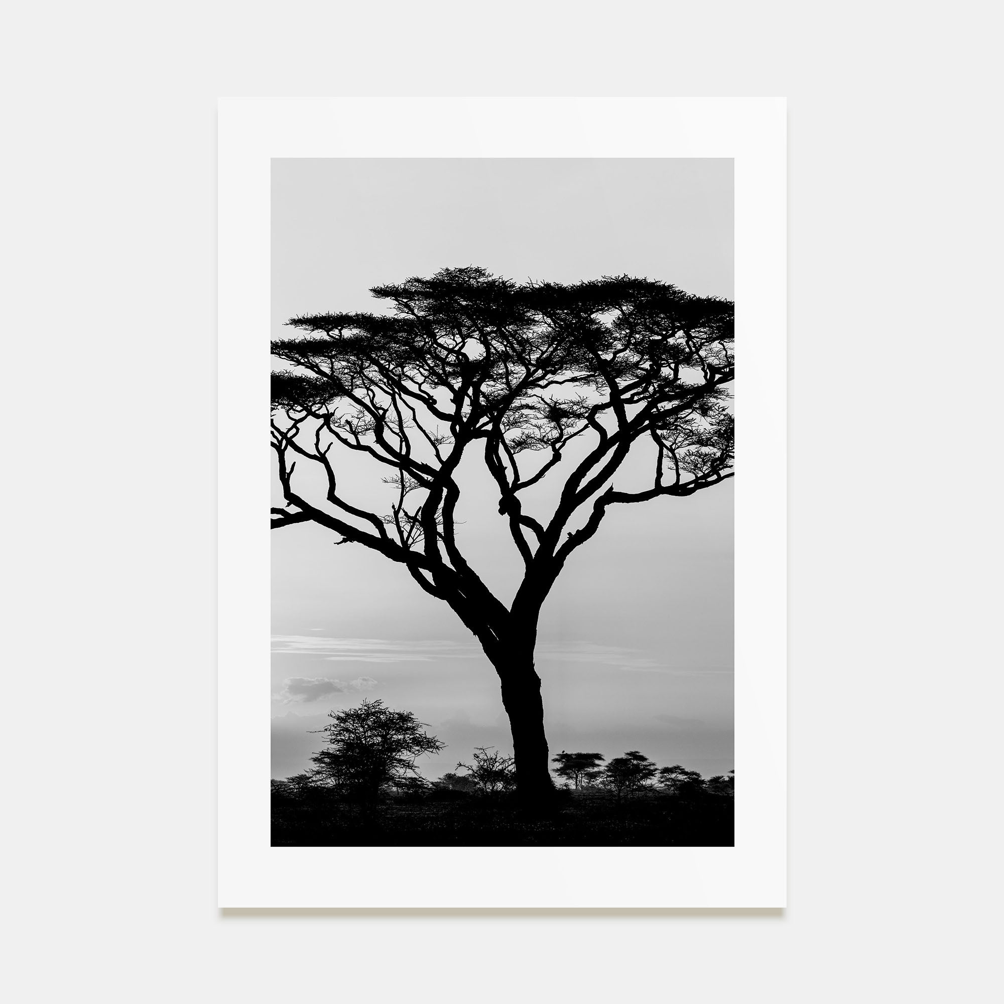 Acacia Tree Photo B&W Poster