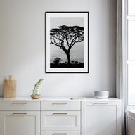 Acacia Tree Photo B&W Poster