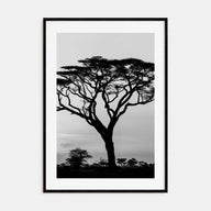 Acacia Tree Photo B&W Poster