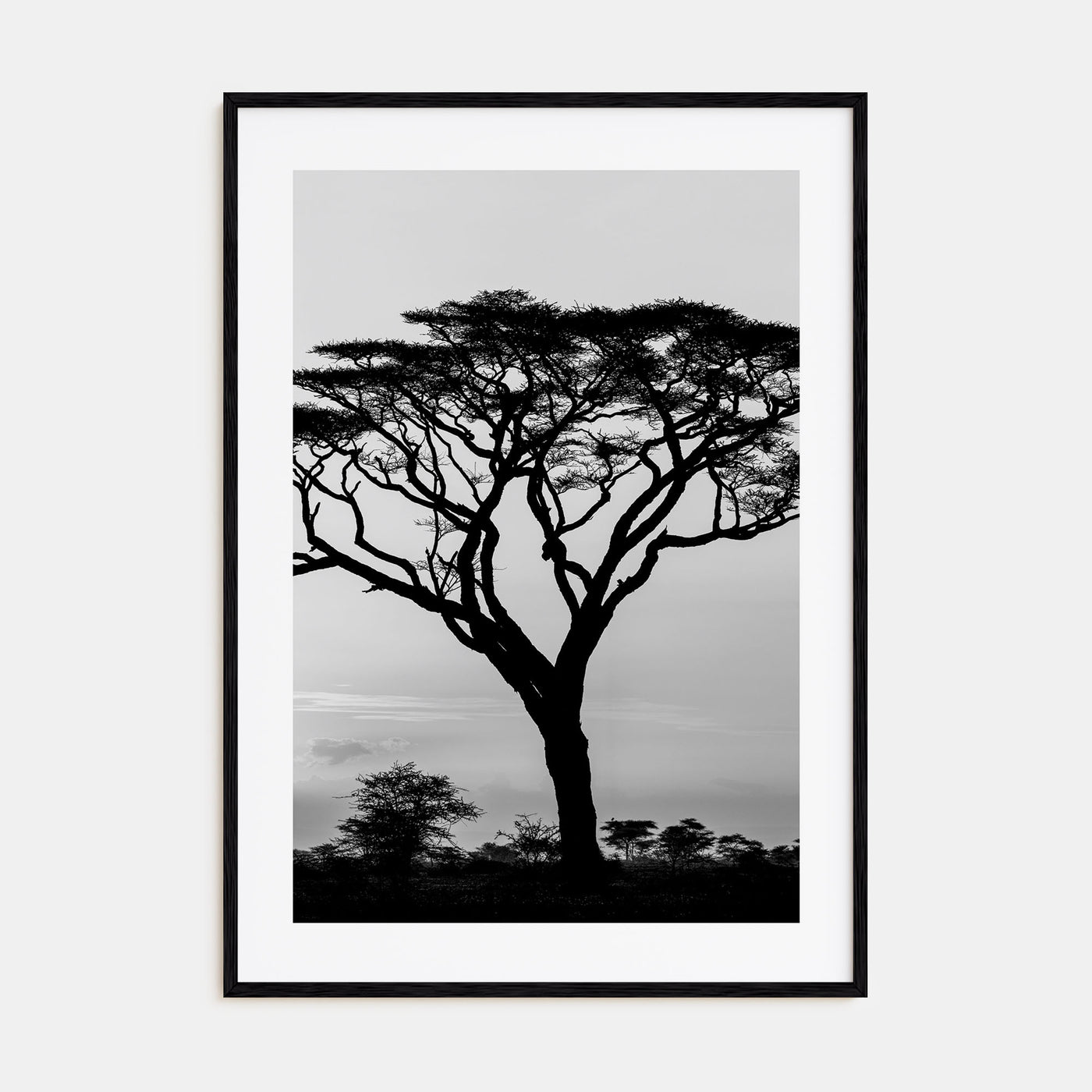 Acacia Tree Photo B&W Poster