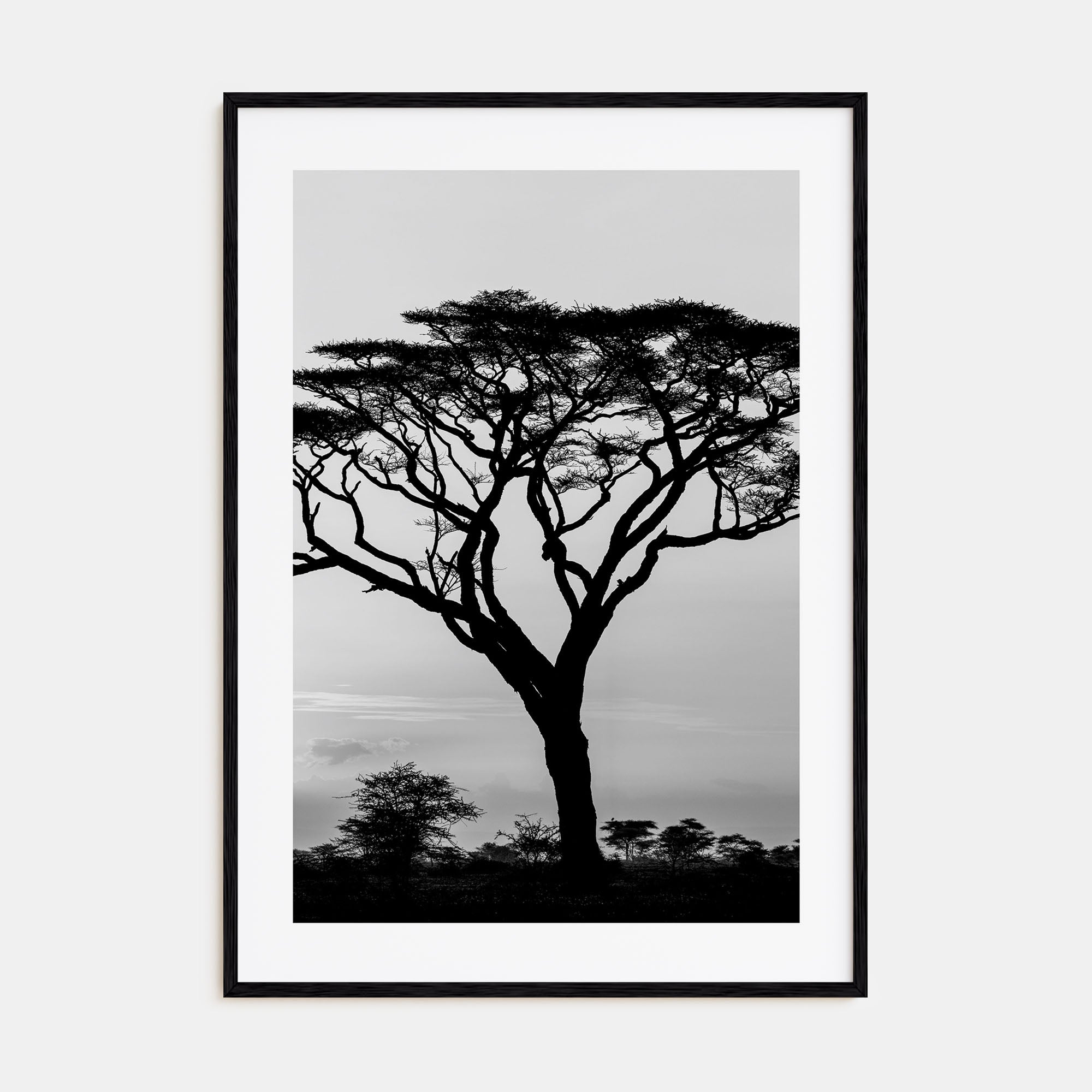 Acacia Tree Photo B&W Poster