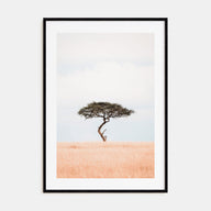 Acacia Tree Photo Color No 1 Poster