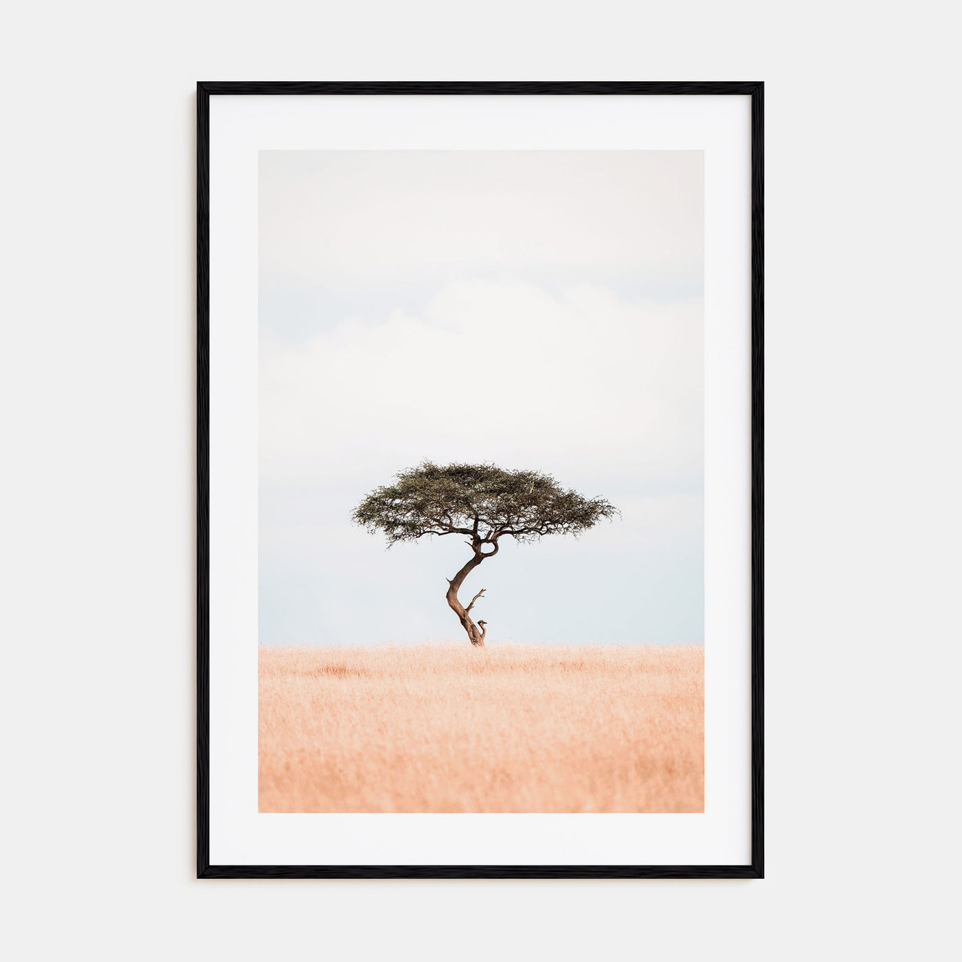 Acacia Tree Photo Color No 1 Poster
