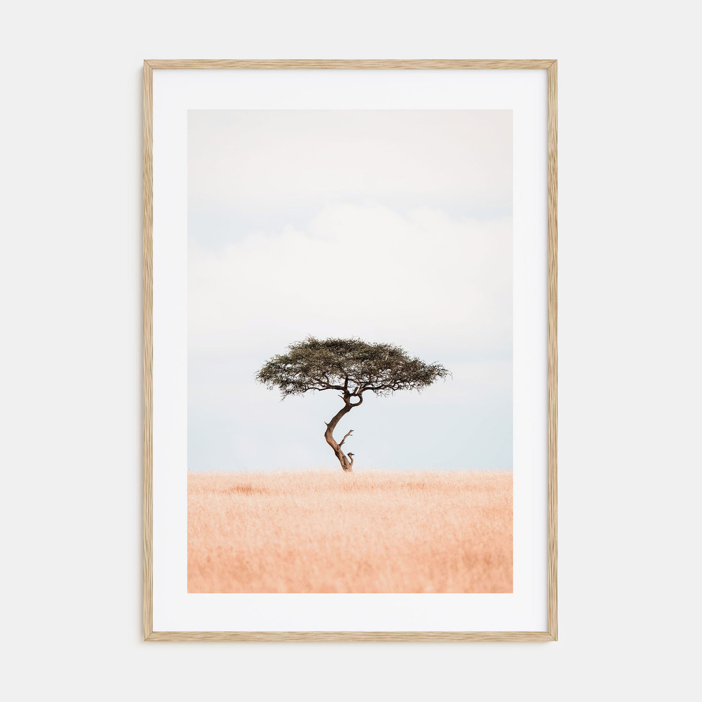 Acacia Tree Photo Color No 1 Poster