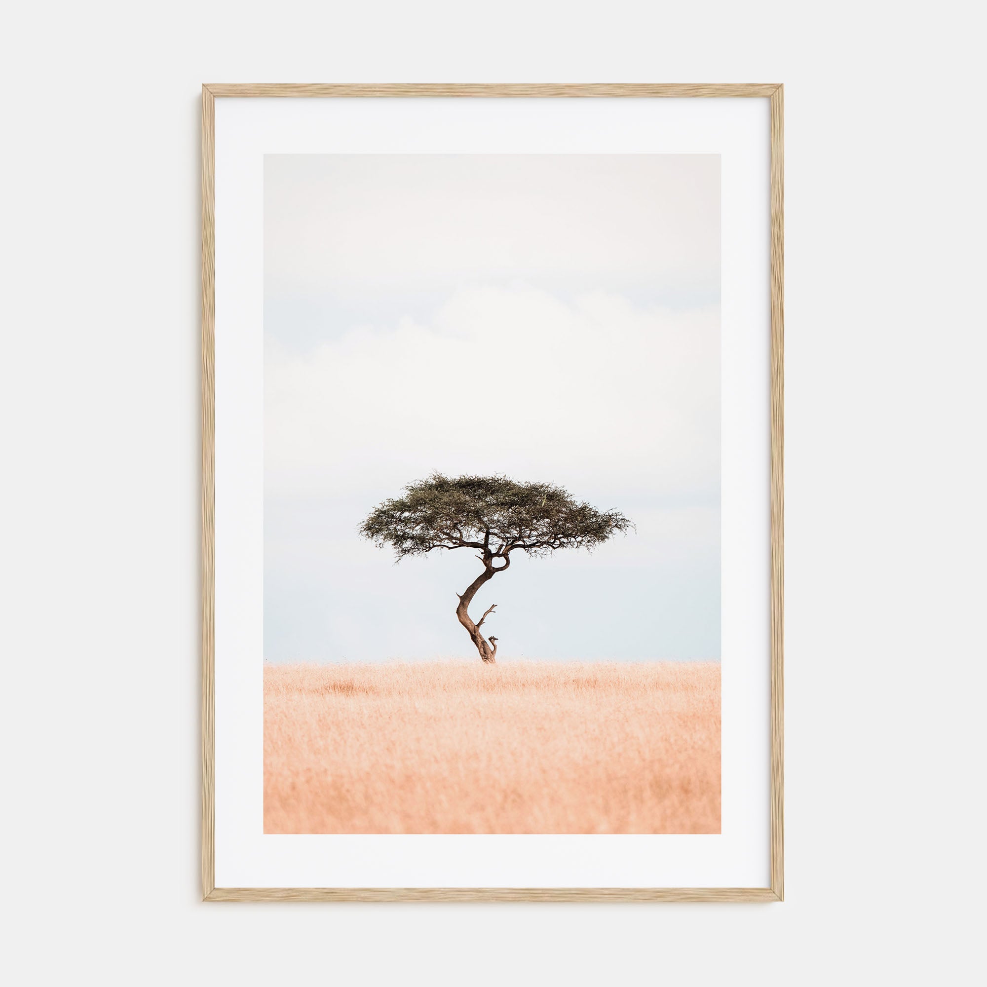 Acacia Tree Photo Color No 1 Poster