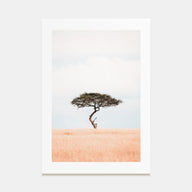 Acacia Tree Photo Color No 1 Poster
