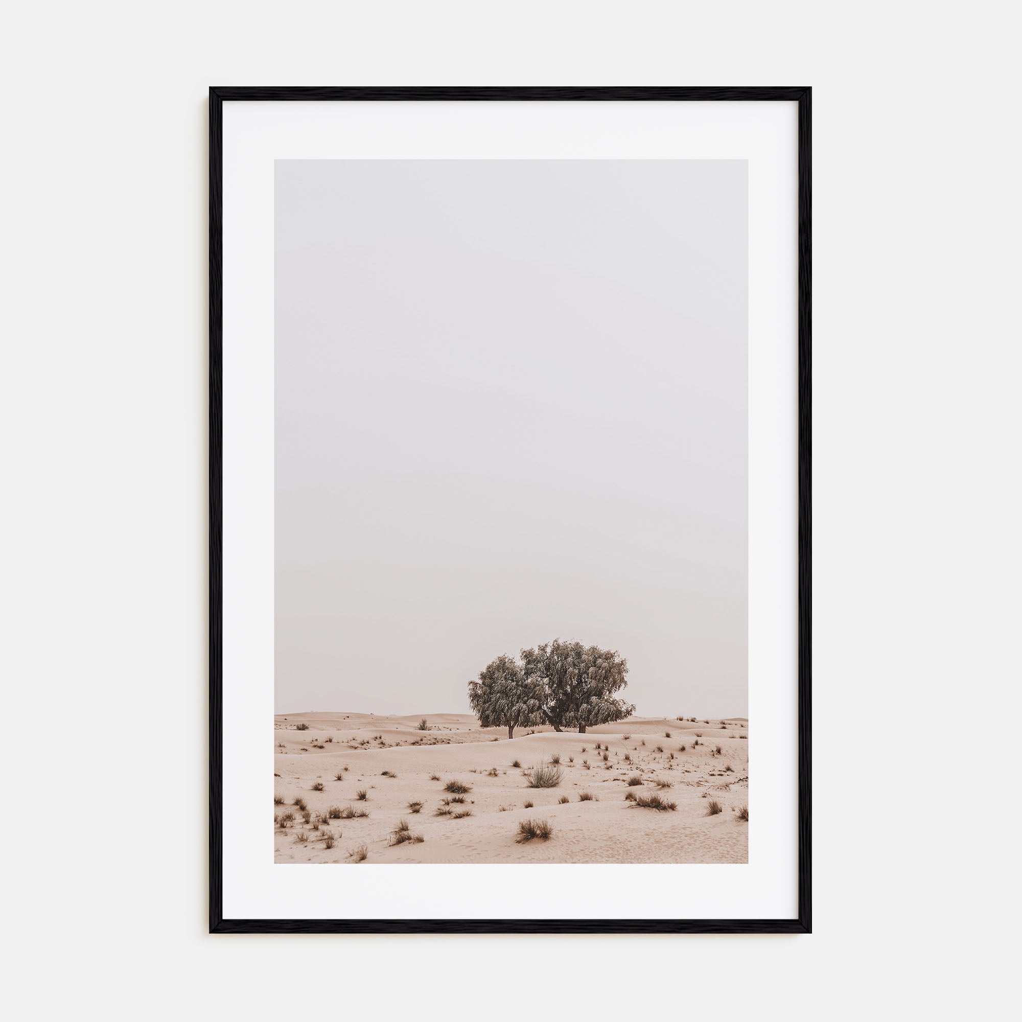 Acacia Tree Photo Color No 2 Poster