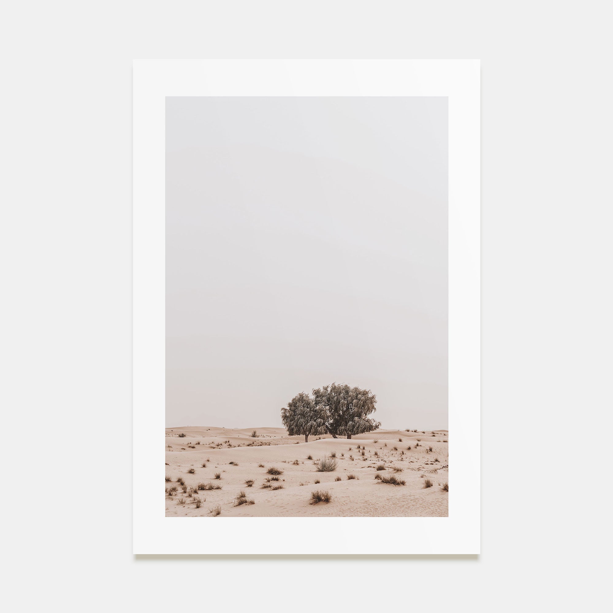 Acacia Tree Photo Color No 2 Poster