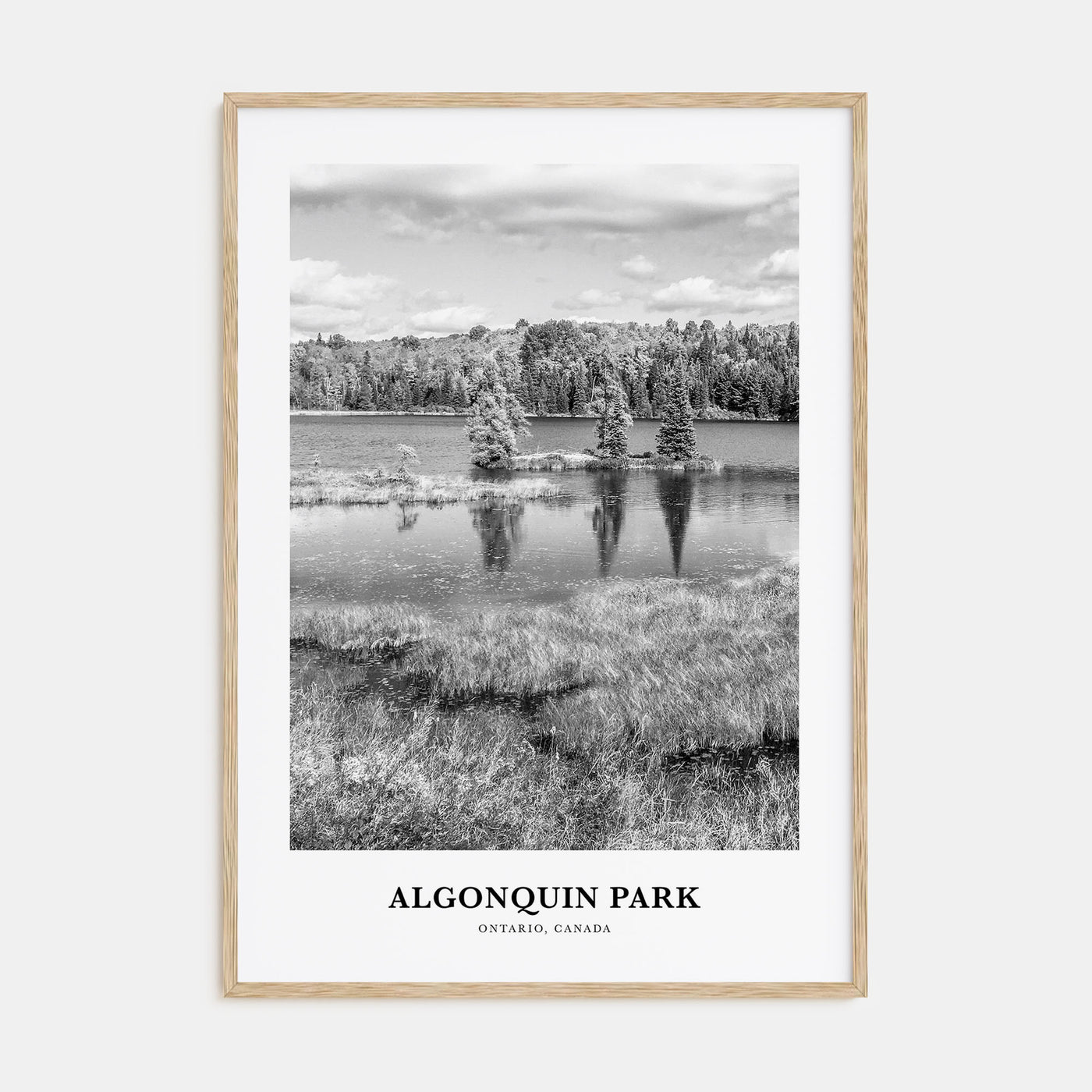 Algonquin Park Portrait B&W Poster