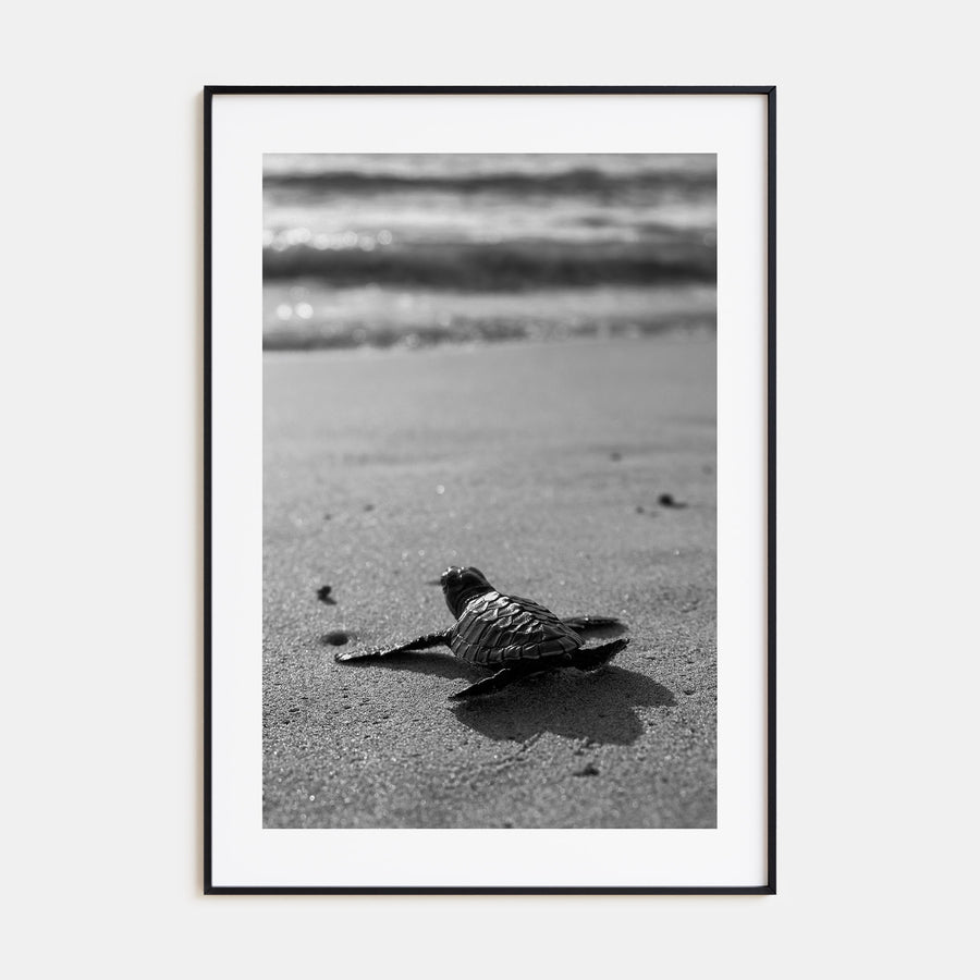Baby Turtle Photo B&W Poster