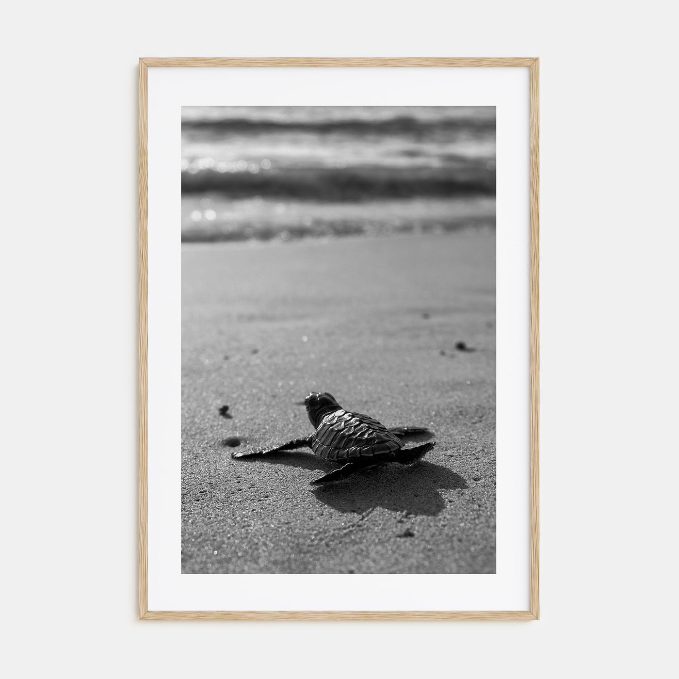 Baby Turtle Photo B&W Poster