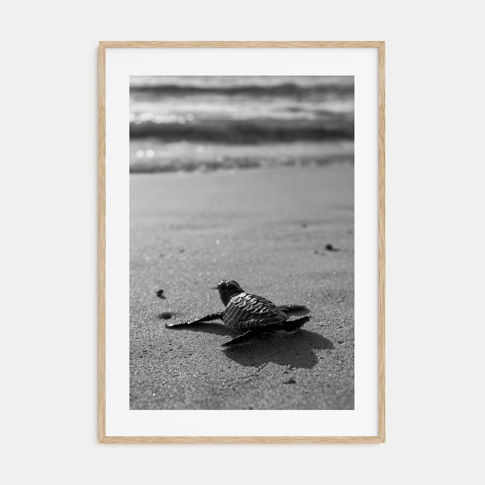 Baby Turtle Photo B&W Poster
