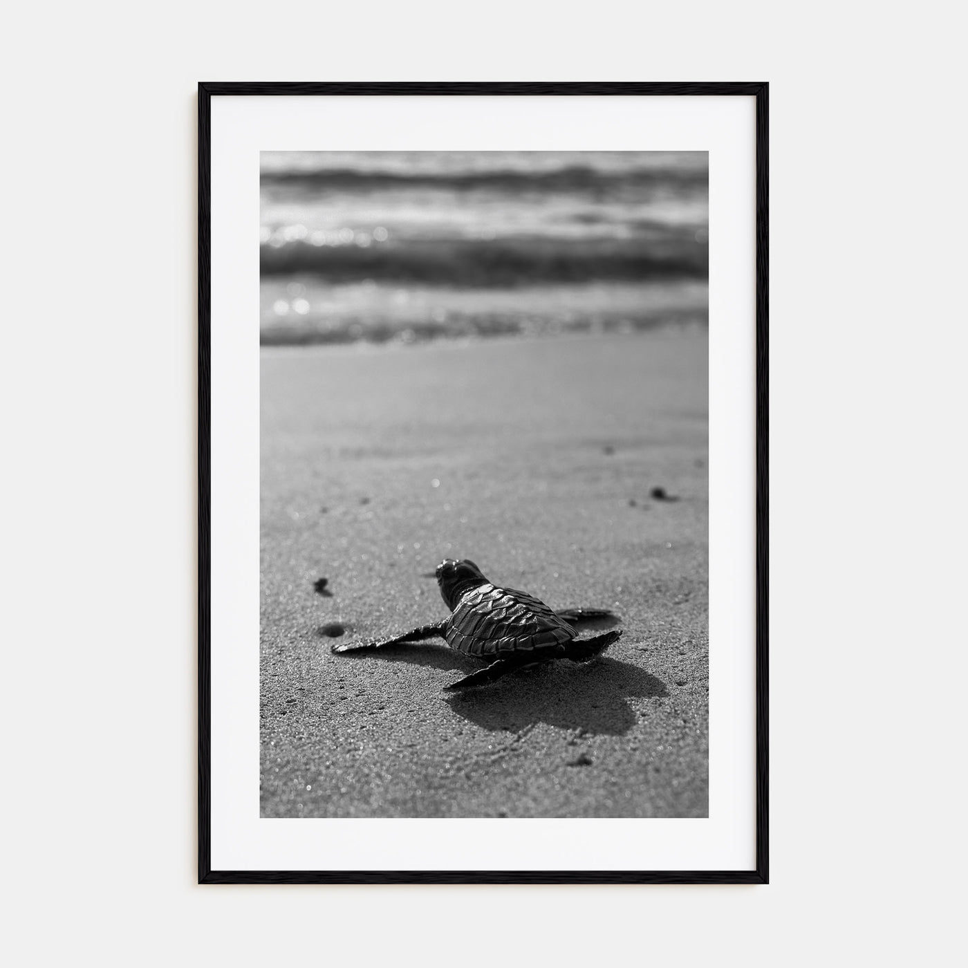 Baby Turtle Photo B&W Poster