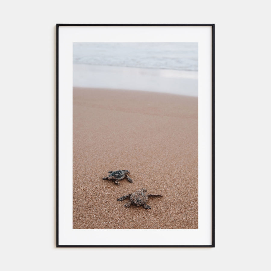 Baby Turtles Photo Color No 1 Poster