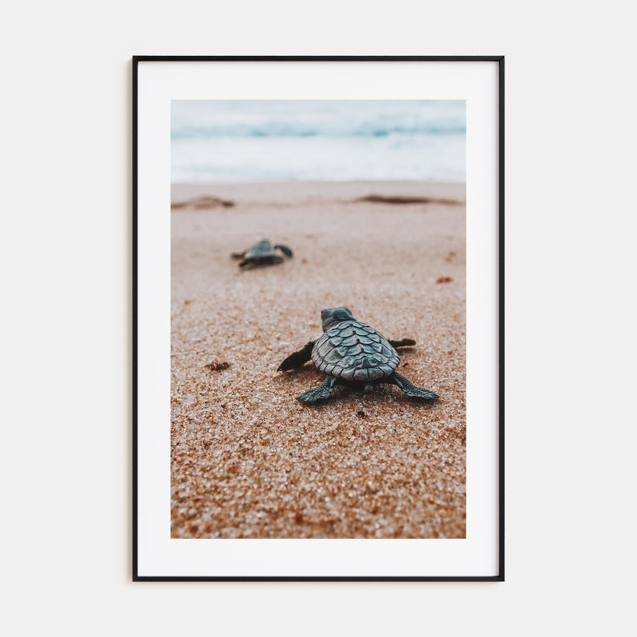 Baby Turtles Photo Color No 2 Poster