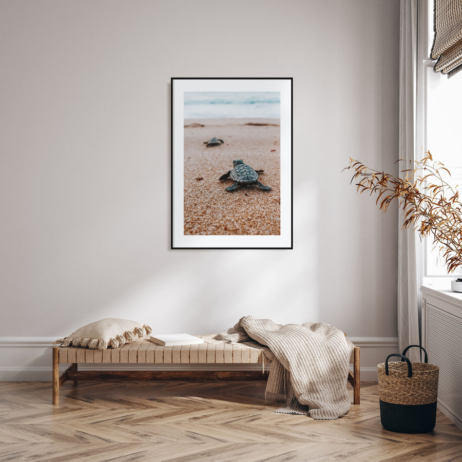 Baby Turtles Photo Color No 2 Poster