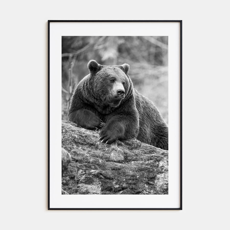 Bear Photo B&W No 1 Poster
