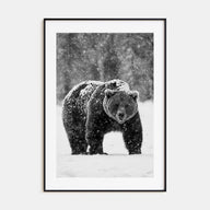 Bear Photo B&W No 2 Poster