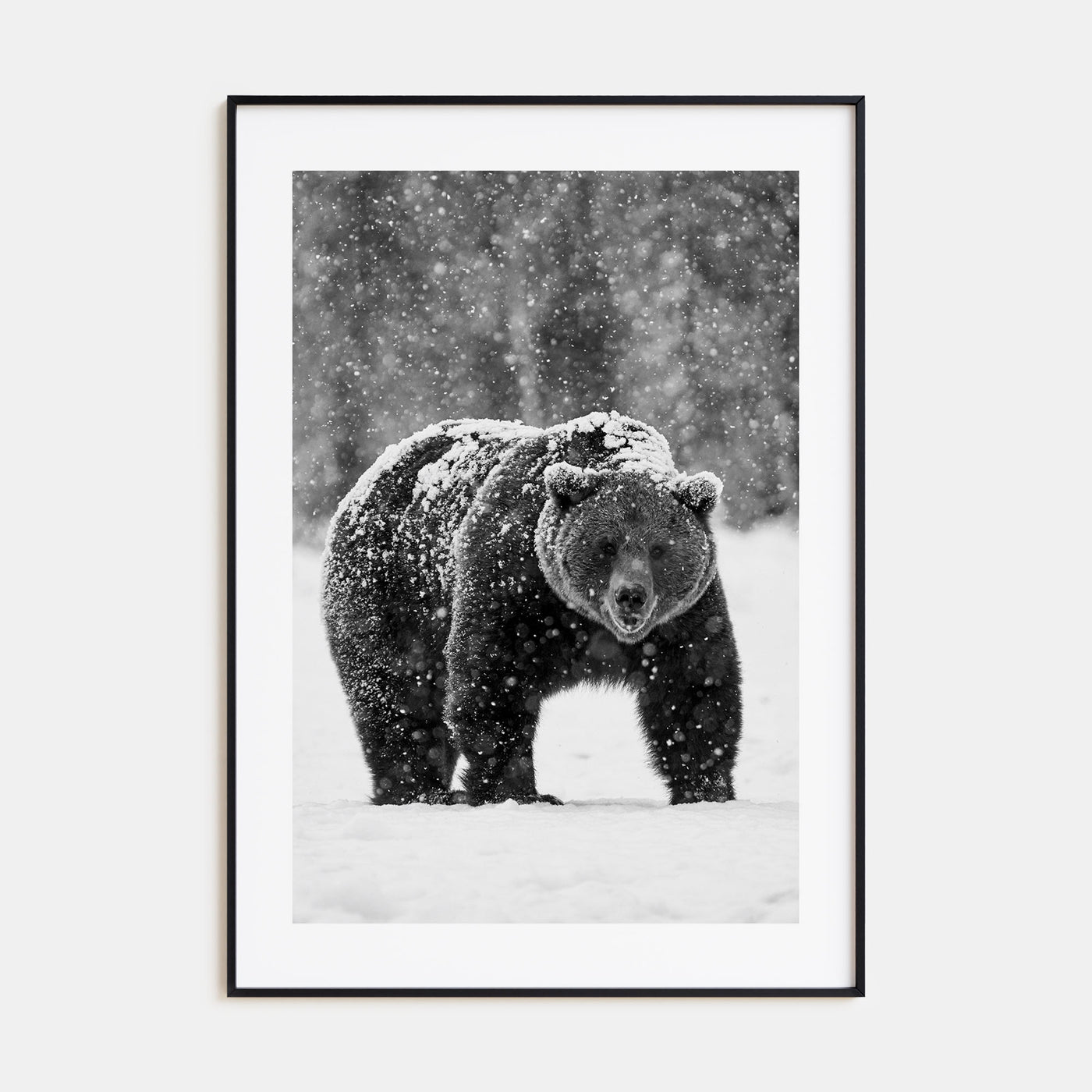 Bear Photo B&W No 2 Poster